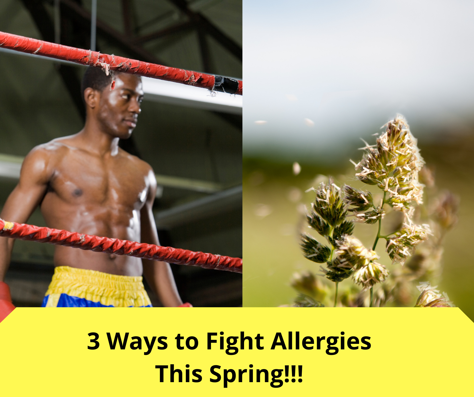 You are currently viewing 3 Ways to Fight your Allergies this Spring!!